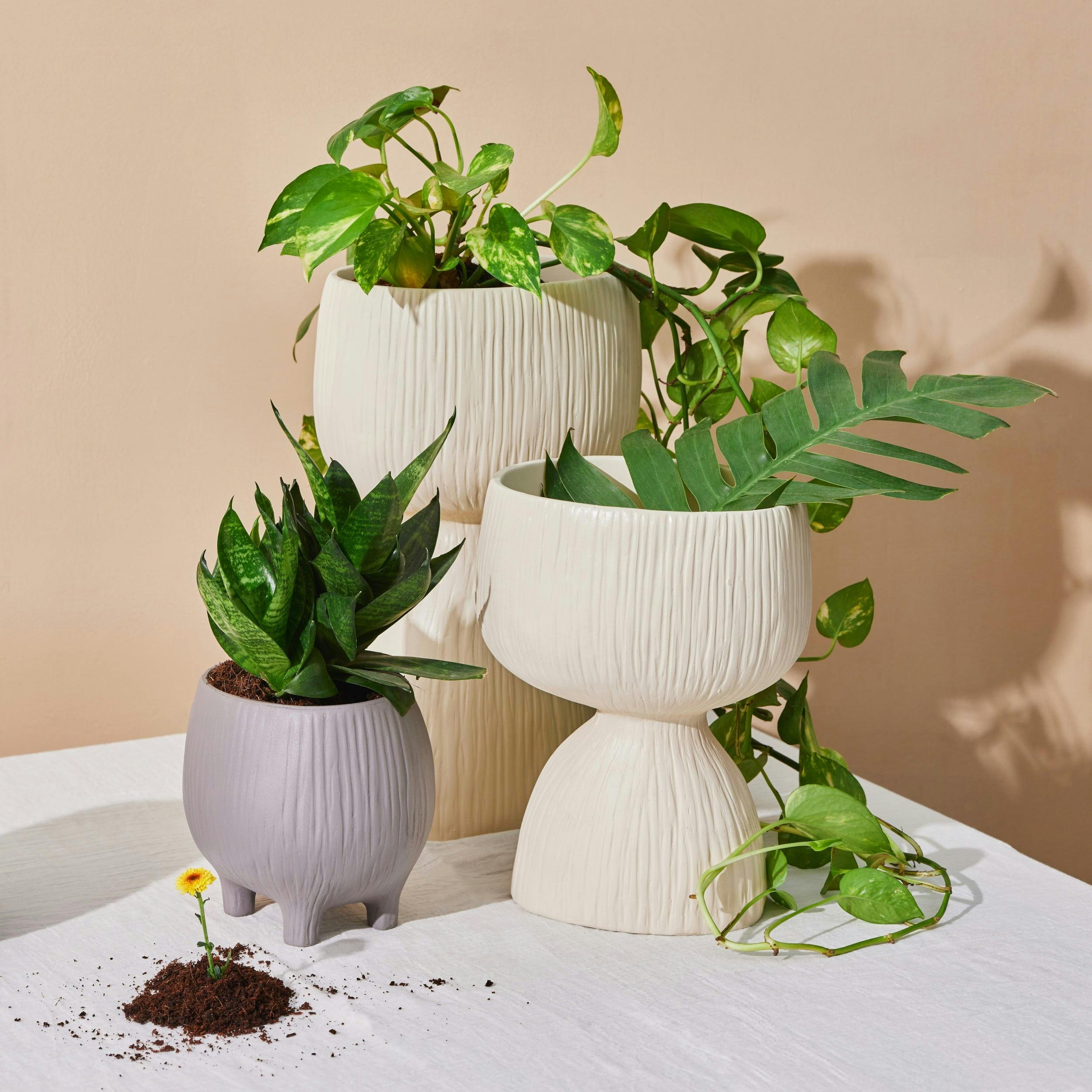 Aden Organic Planter, a product by Hello December